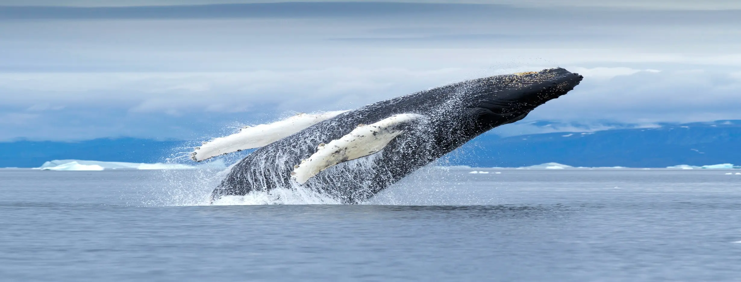 Image for Majestic Whales